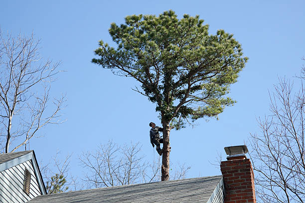 Best Tree Cabling and Bracing  in Arcola, VA